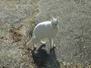 凛々しいネコ現る 凛々しいネコ現る